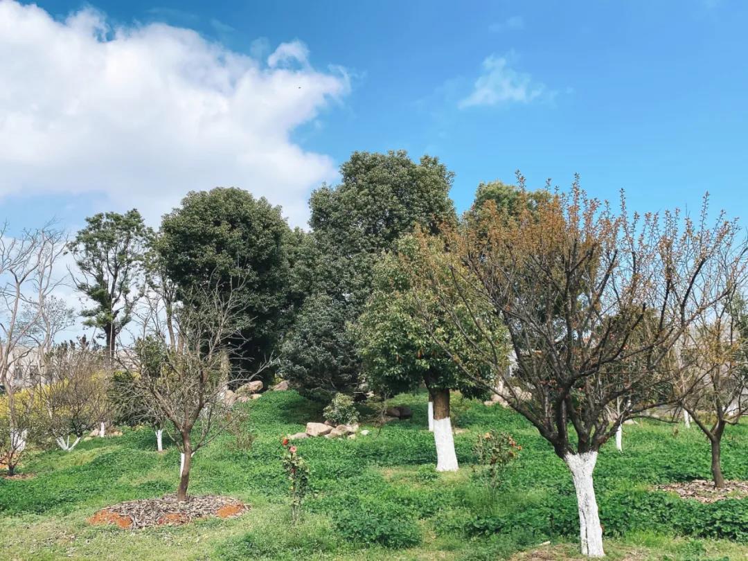 風(fēng)景這邊獨好！東大環(huán)境美景一覽，請查收