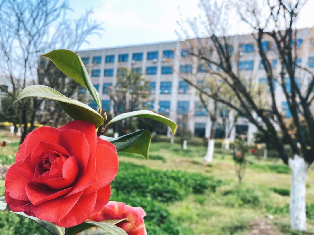 風(fēng)景這邊獨好！東大環(huán)境美景一覽，請查收